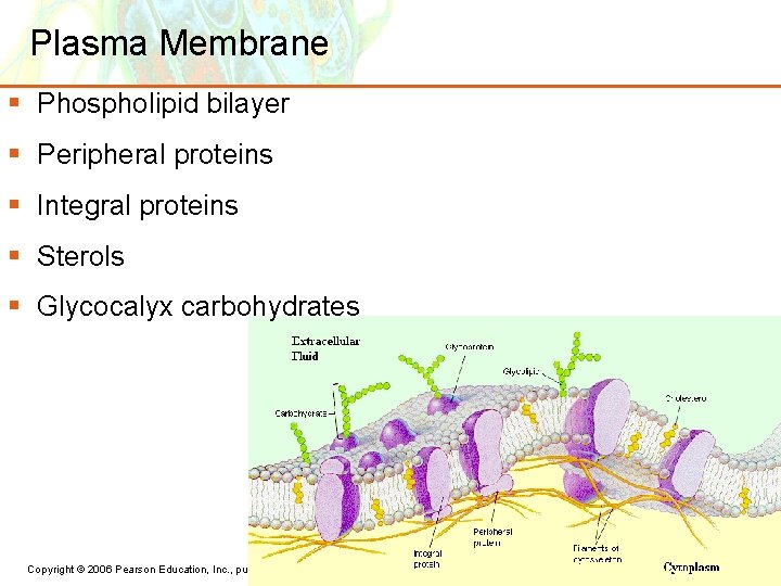 Plasma Membrane § Phospholipid bilayer § Peripheral proteins § Integral proteins § Sterols §
