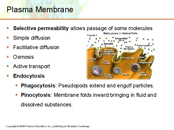 Plasma Membrane § Selective permeability allows passage of some molecules § Simple diffusion §