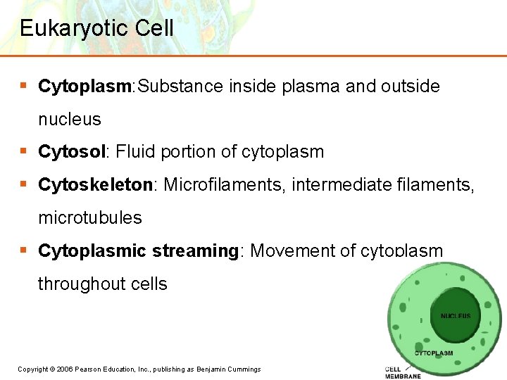 Eukaryotic Cell § Cytoplasm: Substance inside plasma and outside nucleus § Cytosol: Fluid portion