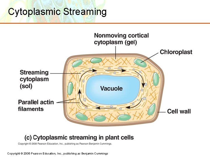Cytoplasmic Streaming Copyright © 2006 Pearson Education, Inc. , publishing as Benjamin Cummings 