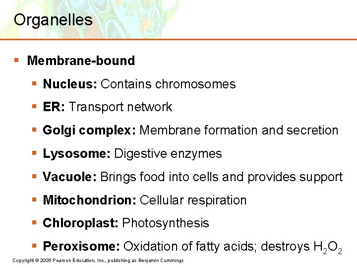 Organelles § Membrane-bound § Nucleus: Contains chromosomes § ER: Transport network § Golgi complex:
