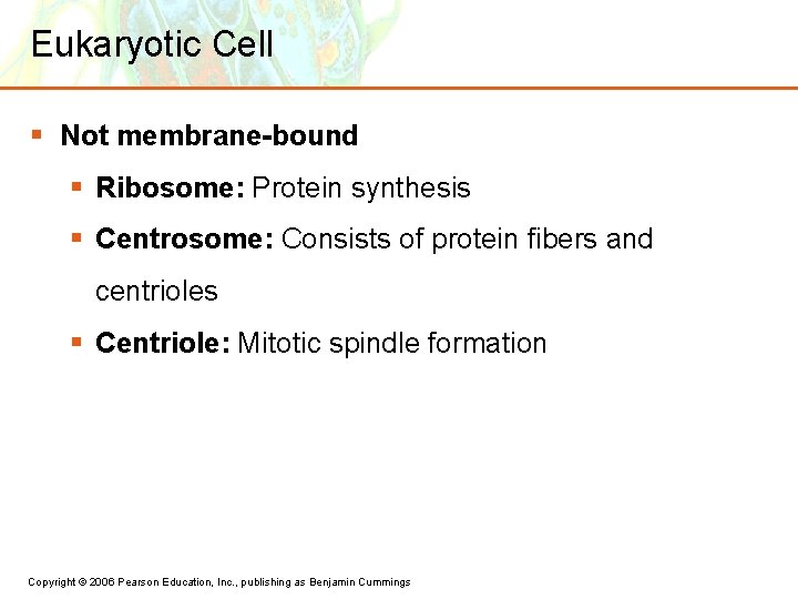 Eukaryotic Cell § Not membrane-bound § Ribosome: Protein synthesis § Centrosome: Consists of protein