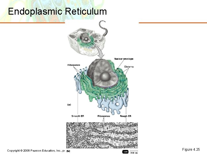 Endoplasmic Reticulum Copyright © 2006 Pearson Education, Inc. , publishing as Benjamin Cummings Figure