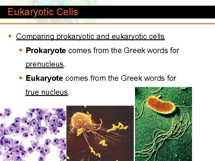 Eukaryotic Cells § Comparing prokaryotic and eukaryotic cells § Prokaryote comes from the Greek