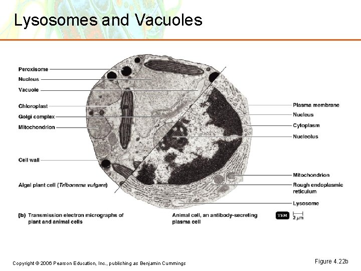 Lysosomes and Vacuoles Copyright © 2006 Pearson Education, Inc. , publishing as Benjamin Cummings