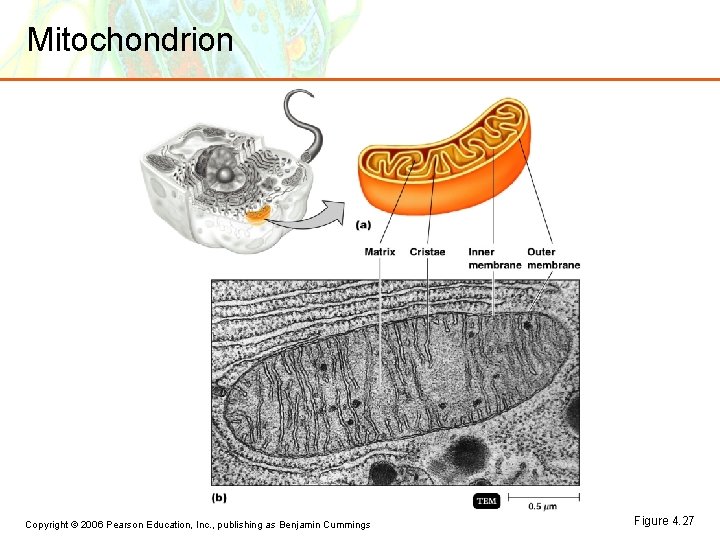 Mitochondrion Copyright © 2006 Pearson Education, Inc. , publishing as Benjamin Cummings Figure 4.