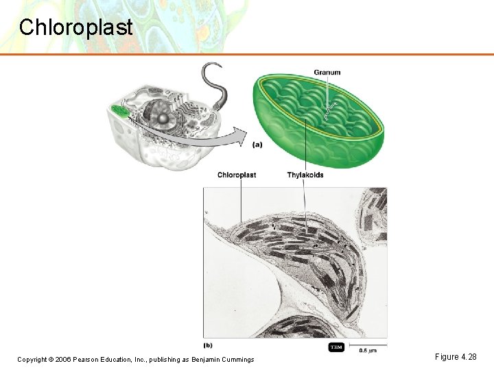 Chloroplast Copyright © 2006 Pearson Education, Inc. , publishing as Benjamin Cummings Figure 4.