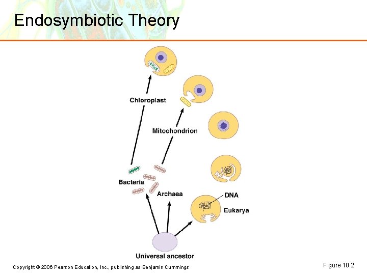 Endosymbiotic Theory Copyright © 2006 Pearson Education, Inc. , publishing as Benjamin Cummings Figure