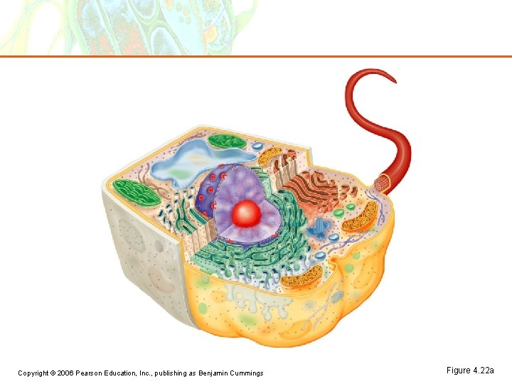 Copyright © 2006 Pearson Education, Inc. , publishing as Benjamin Cummings Figure 4. 22