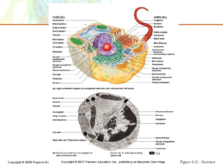 Copyright © 2006 Pearson Education, Inc. , publishing as Benjamin Cummings Figure 4. 22