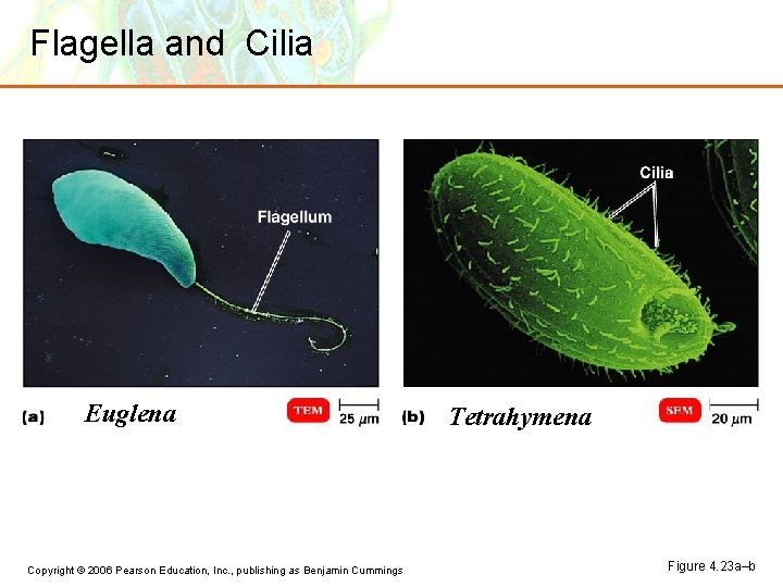 Flagella and Cilia Euglena Copyright © 2006 Pearson Education, Inc. , publishing as Benjamin