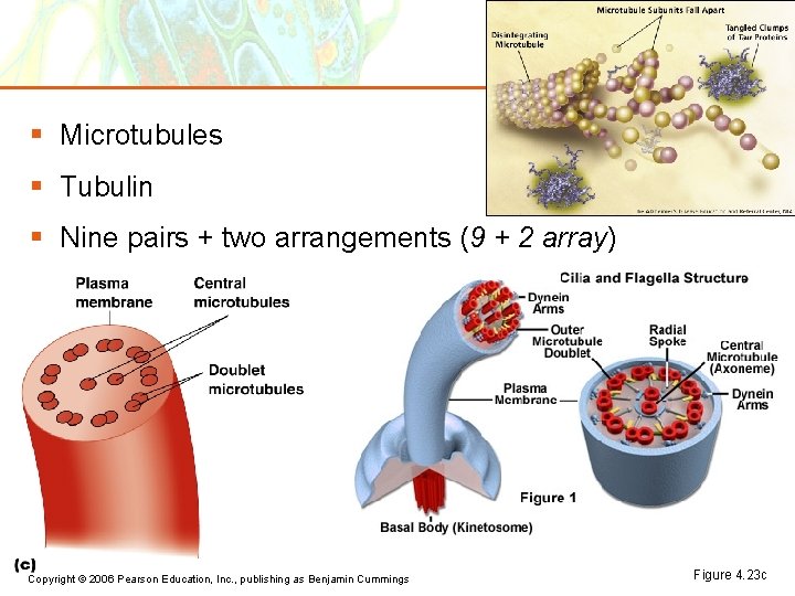 § Microtubules § Tubulin § Nine pairs + two arrangements (9 + 2 array)