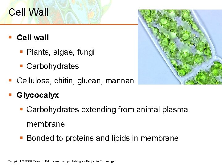 Cell Wall § Cell wall § Plants, algae, fungi § Carbohydrates § Cellulose, chitin,