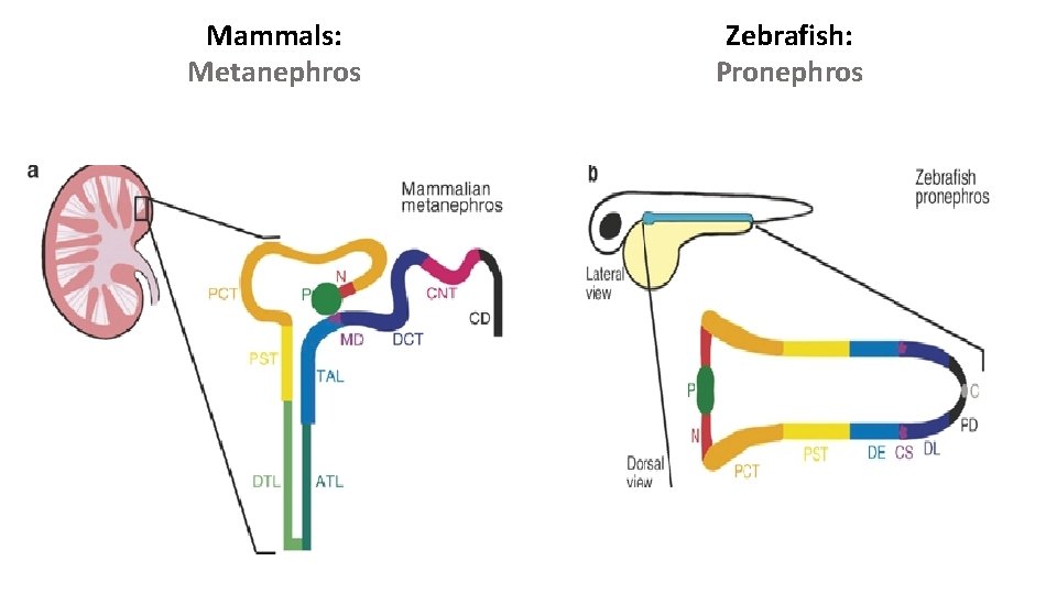 Mammals: Metanephros Zebrafish: Pronephros 