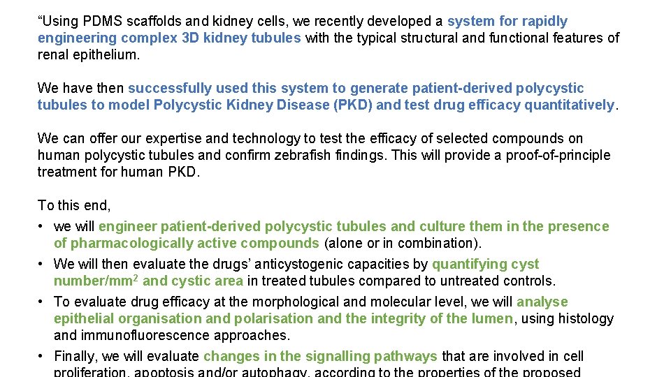 “Using PDMS scaffolds and kidney cells, we recently developed a system for rapidly engineering