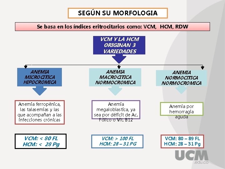 SEGÚN SU MORFOLOGIA Se basa en los índices eritrocitarios como: VCM, HCM, RDW VCM