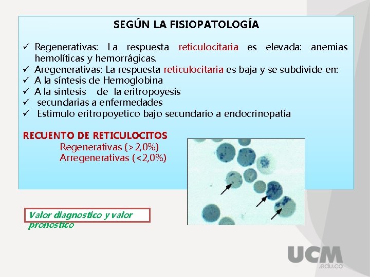 SEGÚN LA FISIOPATOLOGÍA ü Regenerativas: La respuesta reticulocitaria es elevada: anemias hemolíticas y hemorrágicas.