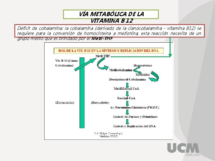 VÍA METABÓLICA DE LA VITAMINA B 12 Déficit de cobalamina: la cobalamina (derivado de