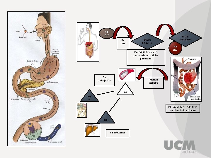 Vit B 12 Se une Factor intrínseco es secretado por células parietales Se transporta