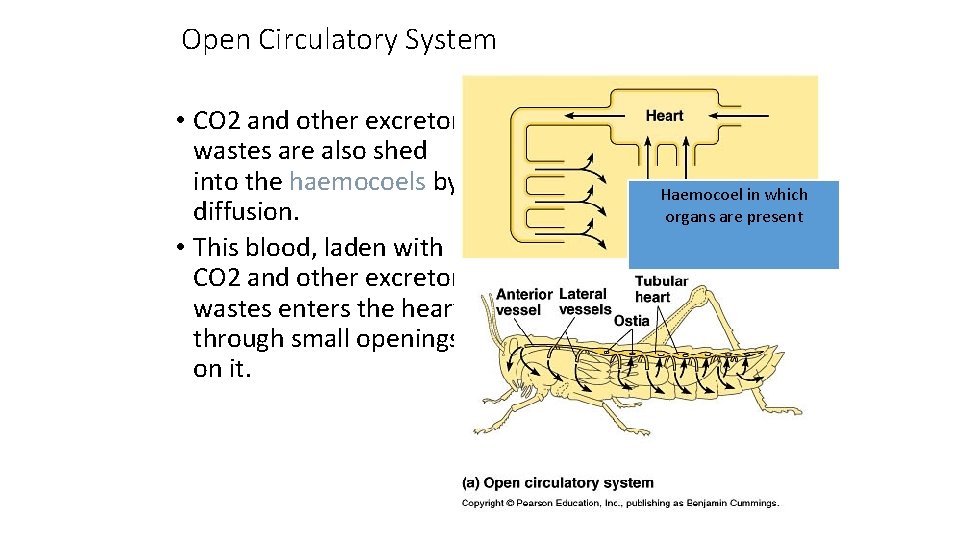 Open Circulatory System • CO 2 and other excretory wastes are also shed into