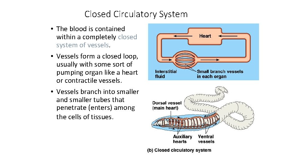 Closed Circulatory System • The blood is contained within a completely closed system of