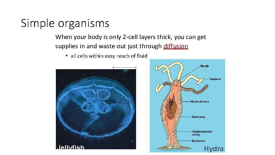 Simple organisms When your body is only 2 -cell layers thick, you can get