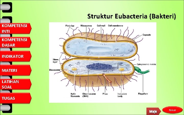 Struktur Eubacteria (Bakteri) KOMPETENSI INTI KOMPETENSI DASAR INDIKATOR MATERI LATIHAN SOAL TUGAS Maju Keluar
