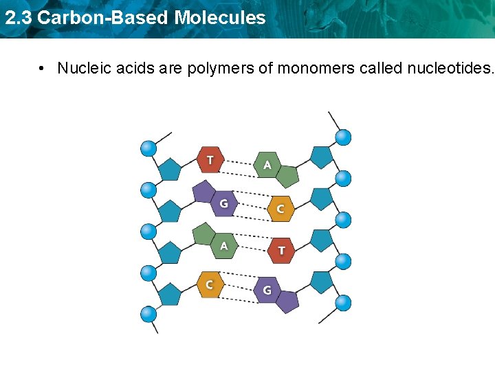 2. 3 Carbon-Based Molecules • Nucleic acids are polymers of monomers called nucleotides. 