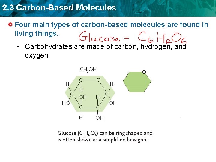 2. 3 Carbon-Based Molecules Four main types of carbon-based molecules are found in living