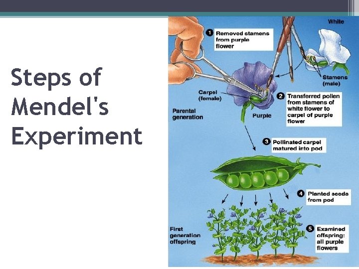 Steps of Mendel's Experiment 