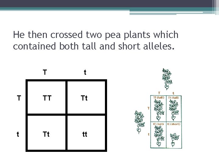 He then crossed two pea plants which contained both tall and short alleles. T