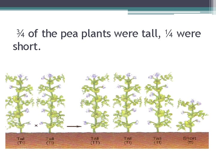 ¾ of the pea plants were tall, ¼ were short. 