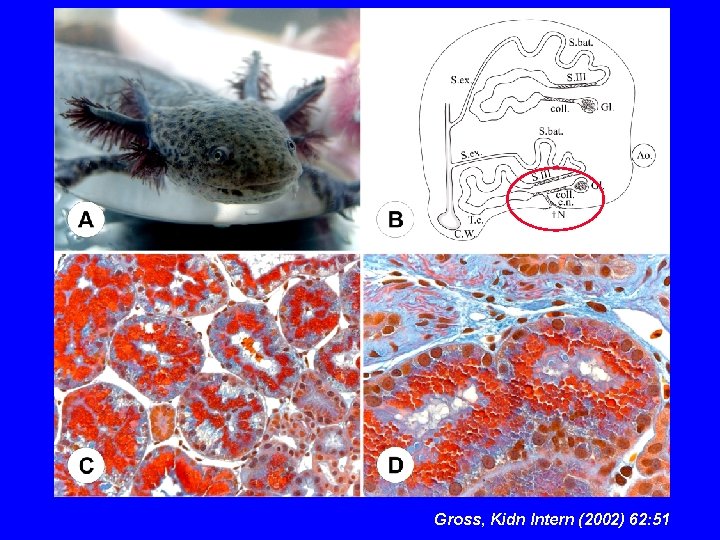 Gross, Kidn Intern (2002) 62: 51 