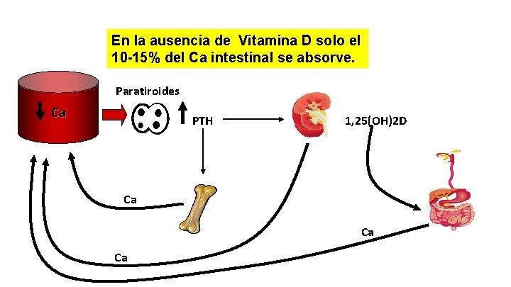En la ausencia de Vitamina D solo el 10 -15% del Ca intestinal se