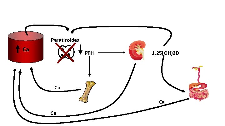 Paratiroides Ca PTH 1, 25(OH)2 D Ca Ca Ca 