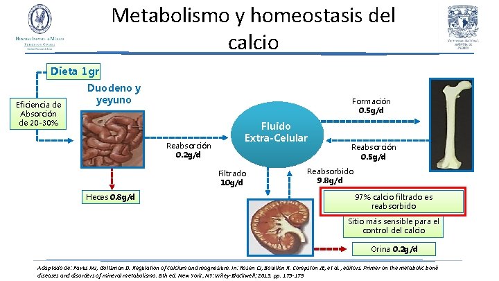 Metabolismo y homeostasis del calcio Dieta 1 gr Eficiencia de Absorción de 20 -30%