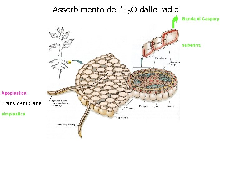 Assorbimento dell’H 2 O dalle radici I peli radicali aumentano enormemente la superficie disponibile
