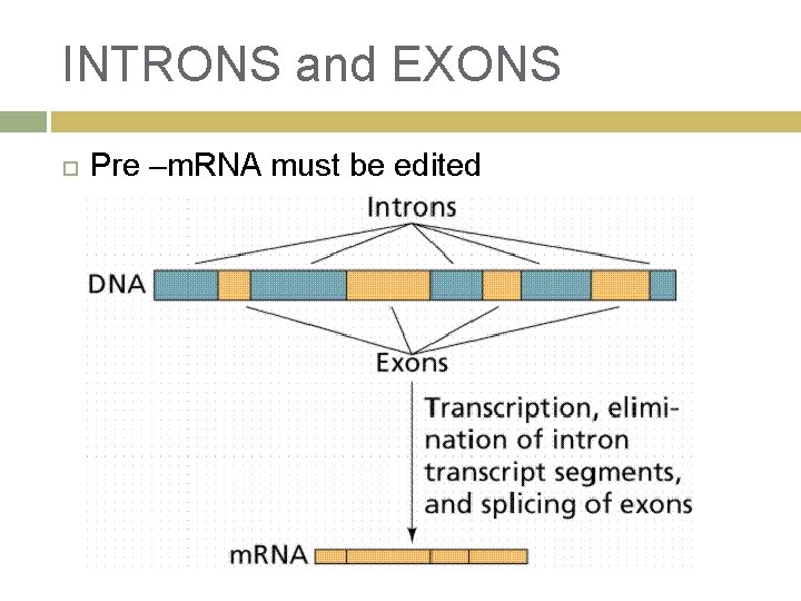 INTRONS and EXONS Pre –m. RNA must be edited 