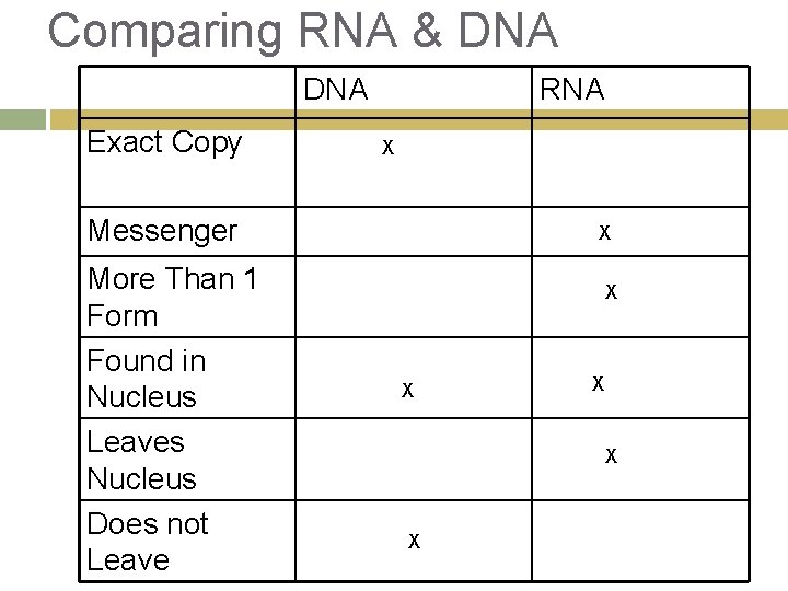 Comparing RNA & DNA Exact Copy RNA X Messenger More Than 1 Form Found