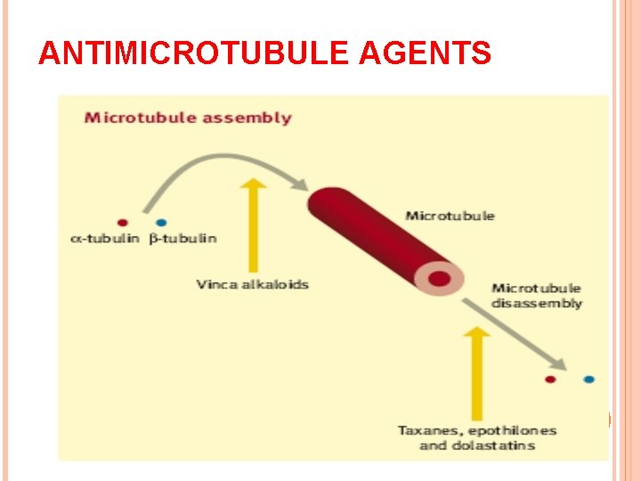 ANTIMICROTUBULE AGENTS 