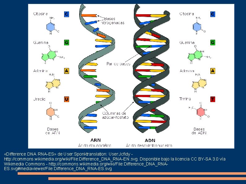  «Difference DNA RNA-ES» de User: Sponktranslation: User: Jcfidy http: //commons. wikimedia. org/wiki/File: Difference_DNA_RNA-EN.