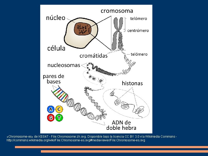  «Chromosome-es» de KES 47 - File: Chromosome zh. svg. Disponible bajo la licencia