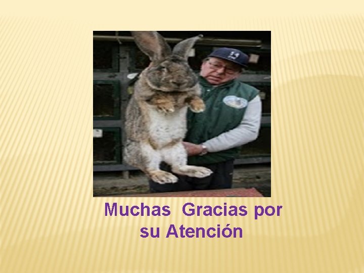 Muchas Gracias por su Atención 