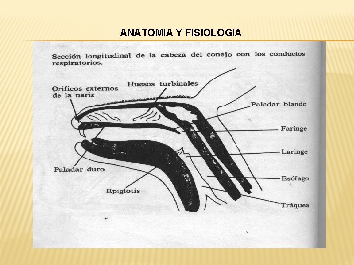 ANATOMIA Y FISIOLOGIA 