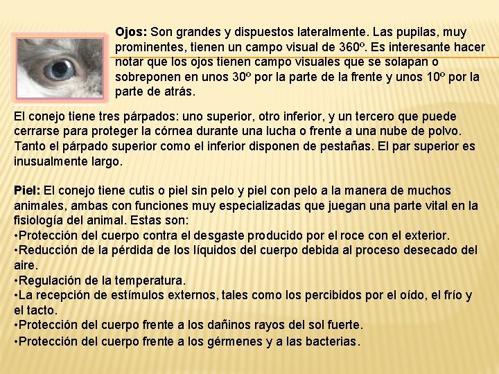 Ojos: Son grandes y dispuestos lateralmente. Las pupilas, muy prominentes, tienen un campo visual