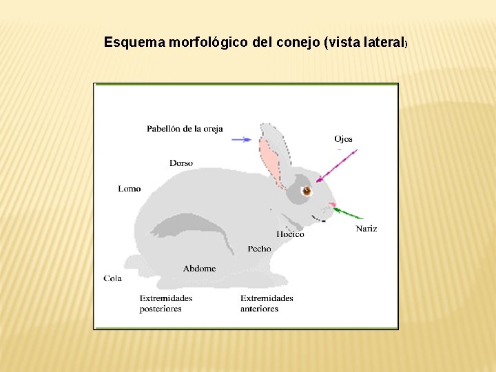 Esquema morfológico del conejo (vista lateral) 