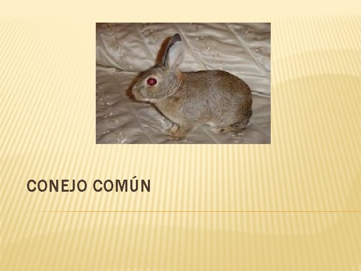 CONEJO COMÚN 