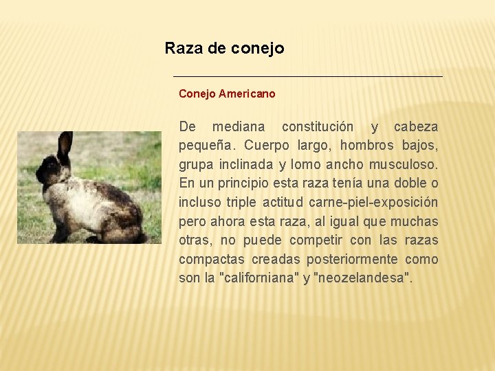 Raza de conejo Conejo Americano De mediana constitución y cabeza pequeña. Cuerpo largo, hombros