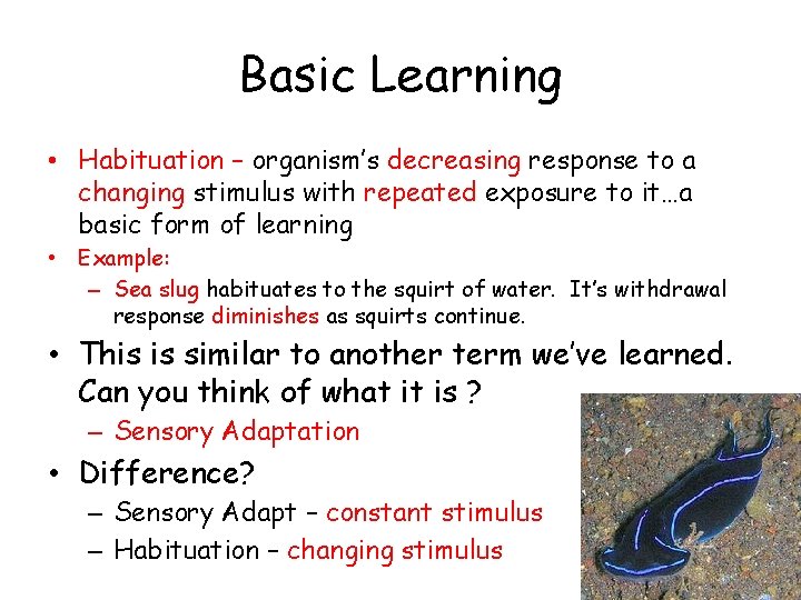 Basic Learning • Habituation – organism’s decreasing response to a changing stimulus with repeated