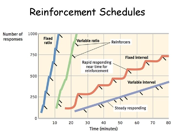 Reinforcement Schedules 